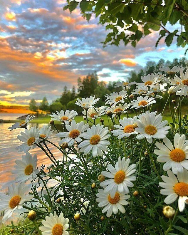 Whimsy in Wildflower Waltz